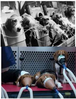     Cigarette company testing on beagles.