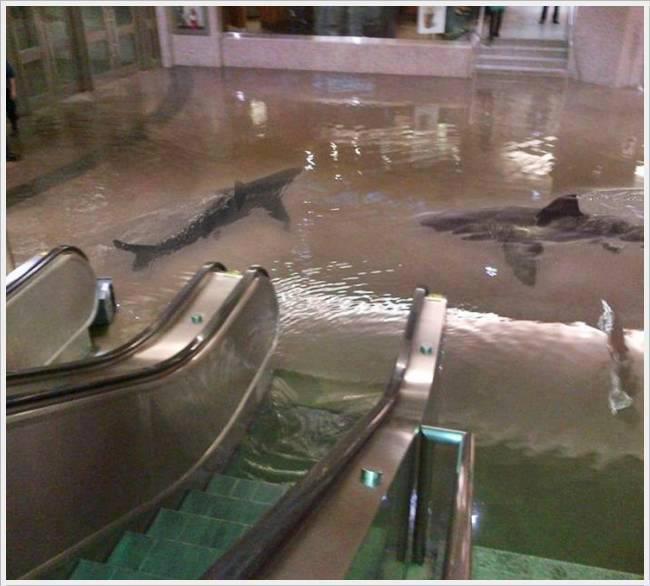 chickenshit:  The collapse of a shark tank at The Scientific Center in Kuwait. Reblog