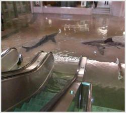 Chickenshit:  The Collapse Of A Shark Tank At The Scientific Center In Kuwait. Reblog