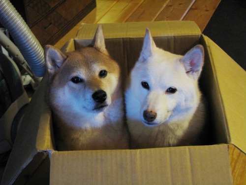 callurn:  Why are these dogs more photogenic than me 