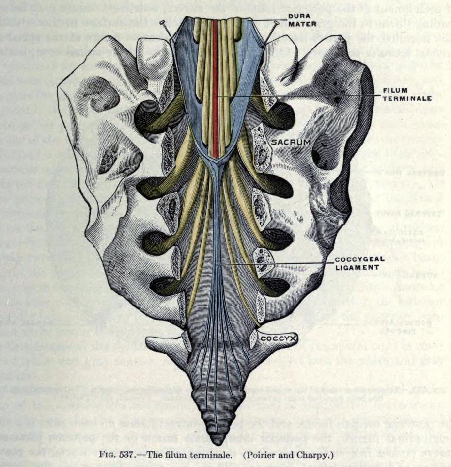 Anatomy of the coccyx and sacrum
In reference to this question, here is the anatomy of the coccyx and sacrum. As can be seen, the sacral portion of the spinal column is still significantly important, in terms of both structural importance and nervous...