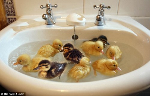 she-burnslikethesun:  Just too much cute for me to handle.