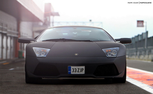 Matte Bull by Philippe Collinet Photography on Flickr.