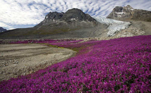 Flourishing Niviarsiaq in the valley towards the Sermilik fjord, Greenland (by Casper Zuidwijk).