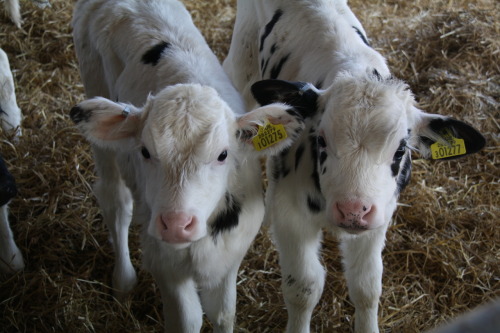 Dawhhh cuuuties again.