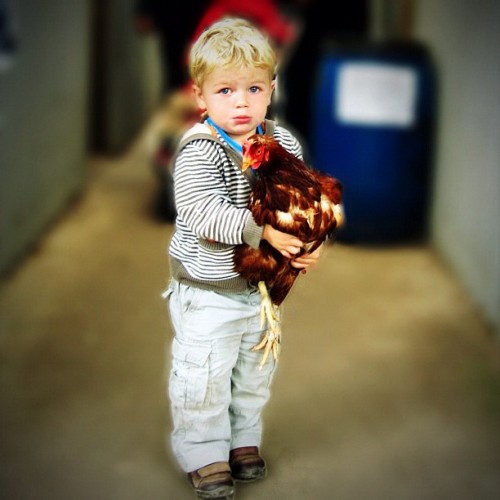 Boy holding chicken. (Taken with Instagram)