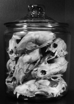 Bat Skulls.