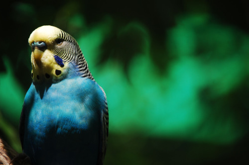 Parakeet (by Nicole Nichols)