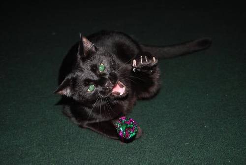 fuckyeahfelines:Clarence murdering the heck out of a toy, 6 years old