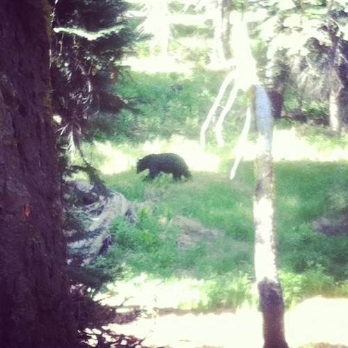 Mr. Bear on the lakes trail. Sequoia National Park (Taken with Instagram)