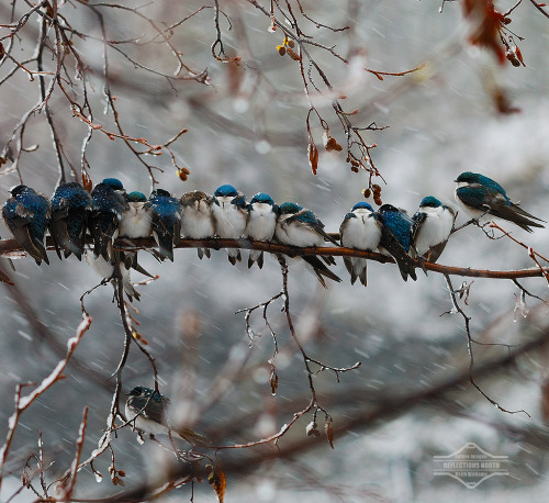 thisoldfox: conflictingheart: Swallows in a Snowstorm (by kdee64) so damn cute