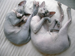 blurfawn:  rantipoles:  i want a sphynx cat  want want want