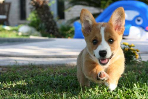 OCD: Obsessive Corgi Disorder