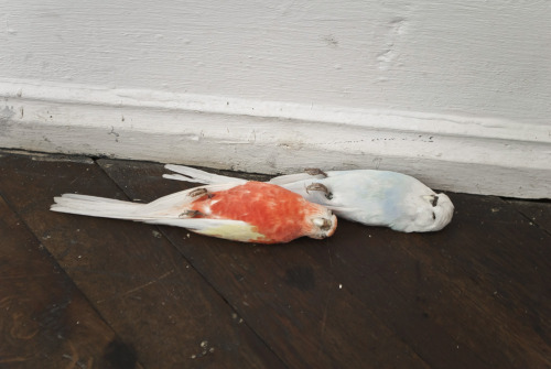 artruby:  Stuffed Birds by Vanessa Safavi, at Art Basel 2012.  