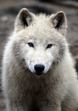 earth-song:  arctic wolf by *Yair-Leibovich