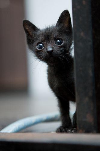“I can has a home? Please?” - ALWAYS ADOPT!
Photo via The Cat House On The Kings.com