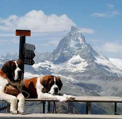 theanimalblog:   lifesavers of the Matterhorn