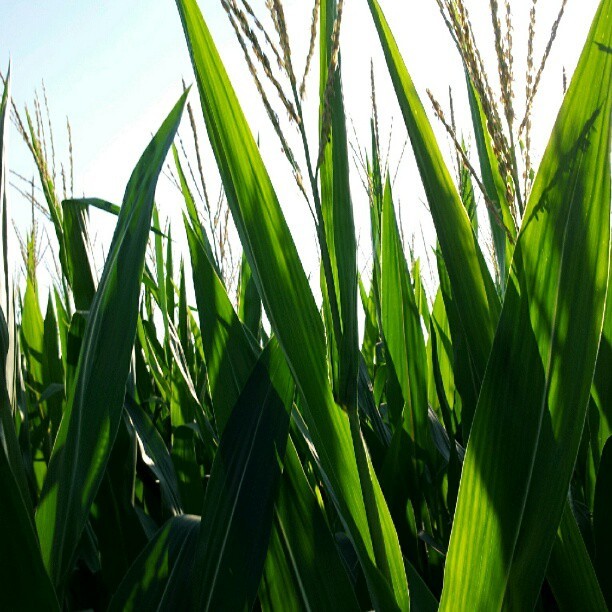 #nofilter #cornstalks #cornfields #corn #plants #vegetables (Taken with Instagram)