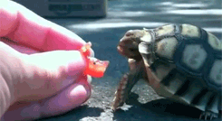 hi