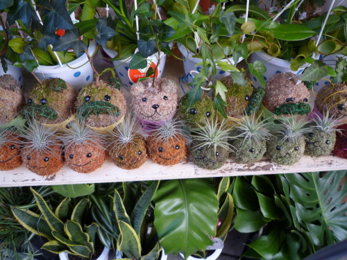 nopenothanks:Kokedama is a Japanese art form that satisfies my deep lust for plants, crafts, round t