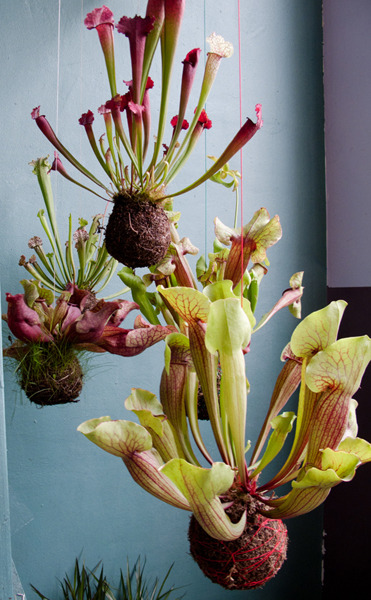 nopenothanks:  Kokedama is a Japanese art form that satisfies my deep lust for plants,