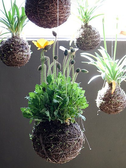 nopenothanks:  Kokedama is a Japanese art form that satisfies my deep lust for plants,