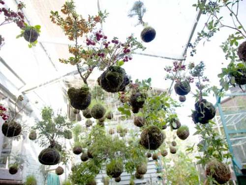 Kokedama is a Japanese art form that satisfies my deep lust for plants, crafts, round things and han