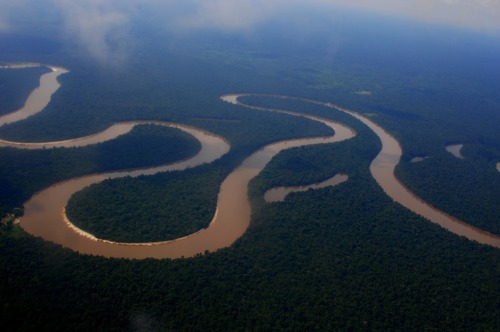 amazon forest