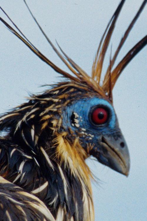 hoatzin