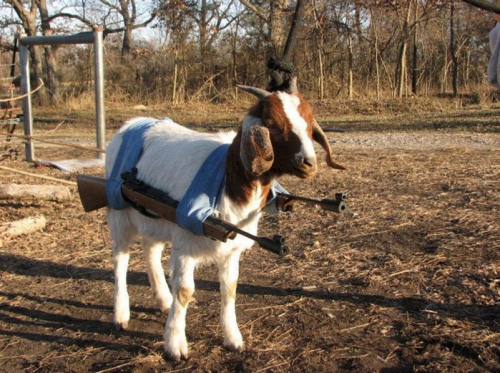 ejacutastic:  battle goat