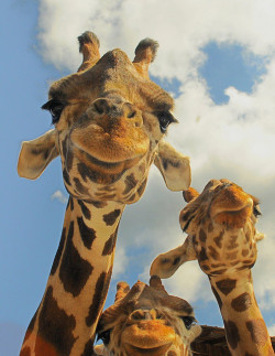 THESE ARE SUCH LOVELY ANIMALS HOLY GIRAFFE&hellip;