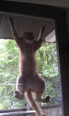 the-absolute-funniest-posts:  fuckyeahfelines: This is my cat Max. He wandered into our lives a while ago after being severely neglected by our neighbours down the street. He likes jumping at the screen door. He thinks it’s open, and he gets stuck every