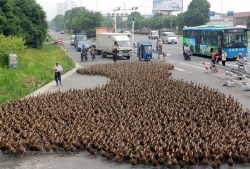  it a fucking invasion of ducks!!!