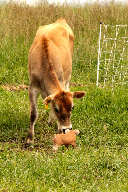 considerbardwellfarm:  A meeting…