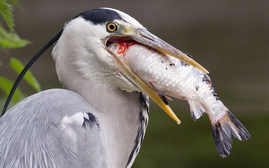 theanimalblog:  A grey heron tries to swallow a koi carp caught in a pond in Dublin.
