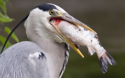 Theanimalblog:  A Grey Heron Tries To Swallow A Koi Carp Caught In A Pond In Dublin.