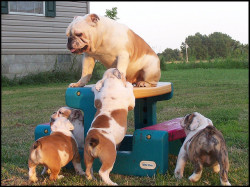 English Bulldog Love