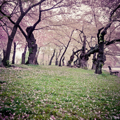 flentes:DC Cherry Blossoms, JP Benante