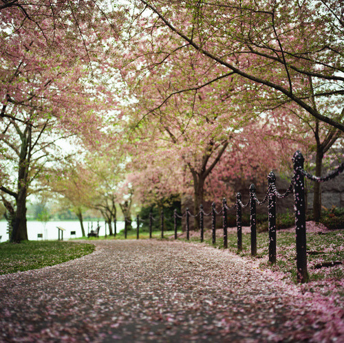 flentes:DC Cherry Blossoms, JP Benante