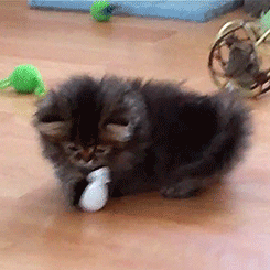 thelastasiantimelord:son-of-mercury:theramen:starry-dawn:merrymethods:That cat is not even playful, 