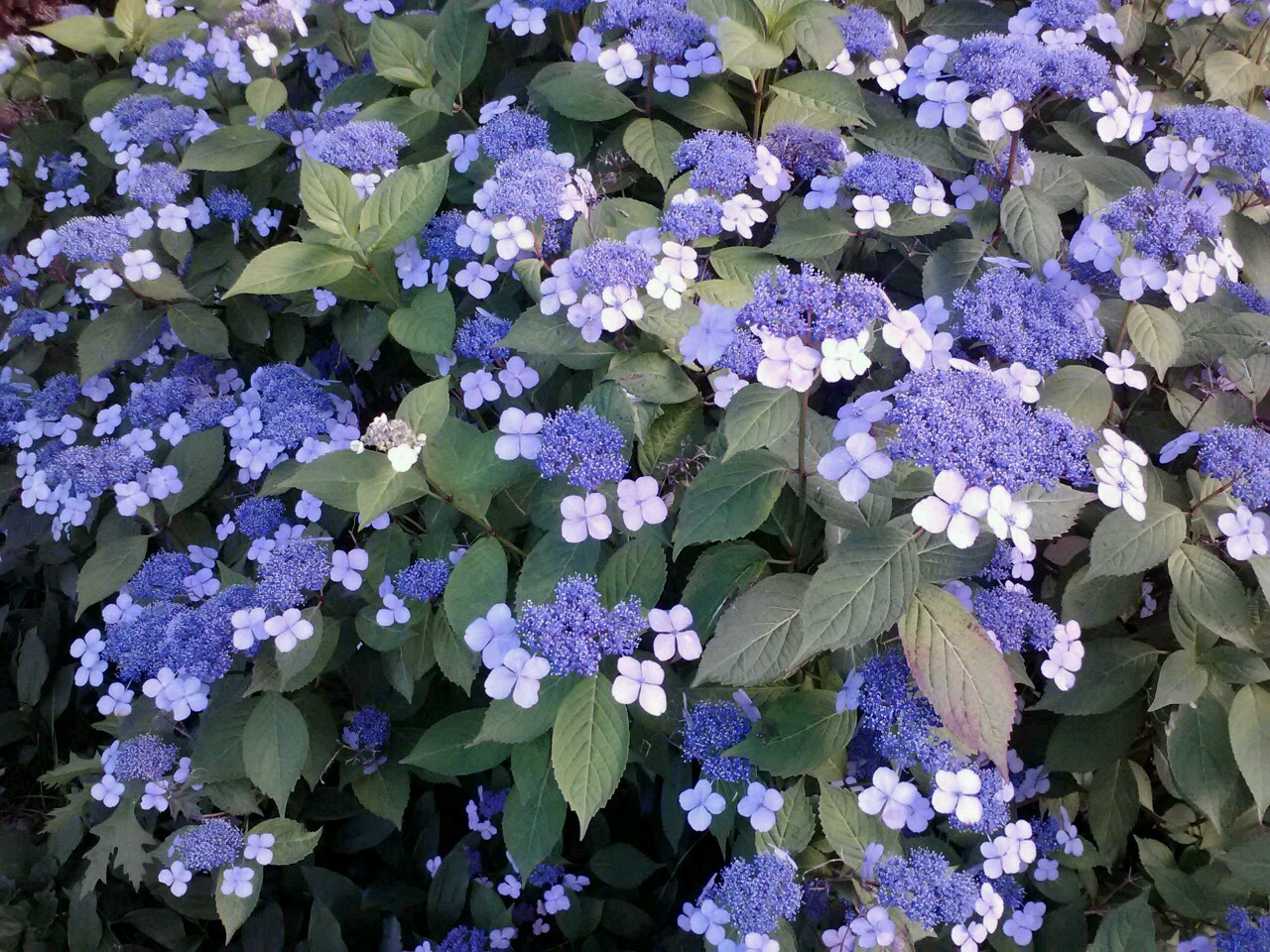 Pretty flowers on my walk home. I&rsquo;ve never seen these!