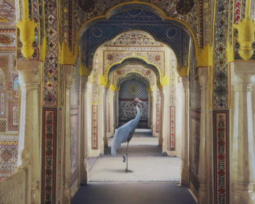 ruineshumaines:  India Song by Karen Knorr. 