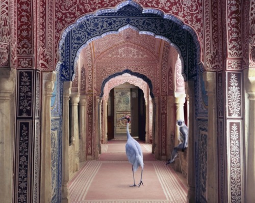 ruineshumaines:  India Song by Karen Knorr. 