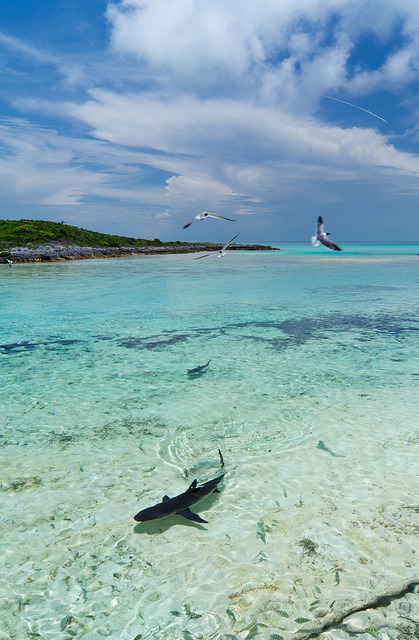 carib-n:  Shark Bait by gustaffo89 on Flickr. Sharks at Ship Channel Cay, Northern