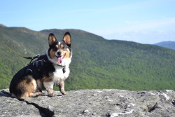 corgiaddict:  ADVENTURE IS OUT THERE!!!