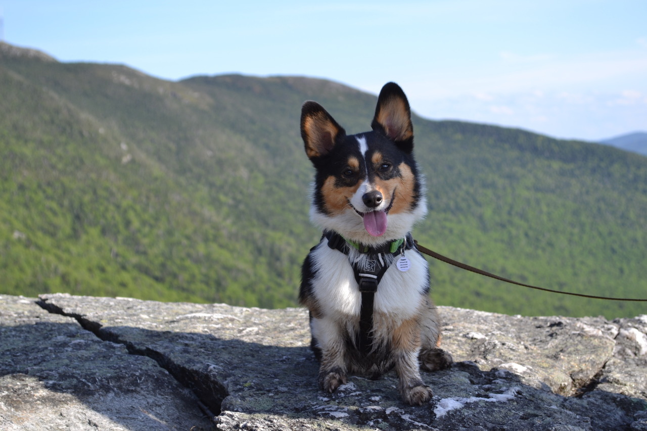 corgiaddict:  ADVENTURE IS OUT THERE!!!