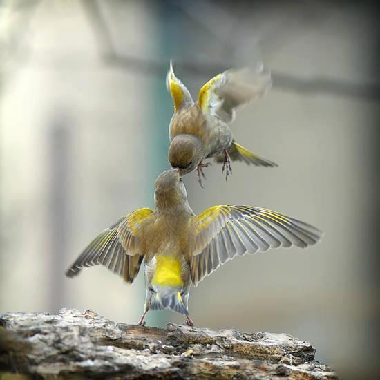 lindasinklings:  touch. via (alittlebitofsillinessreally) 