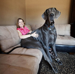 damnthatswhatshesaid:  Weighing in at over 245 pounds (111 kg) and standing 43 inches tall (1.09 meters), Giant George is the Guinness World Record Holder for Tallest Living Dog &amp; Tallest Dog Ever. When standing on his hind legs, George measures