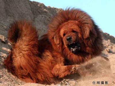 thelifeofapsycho:  rabidgaynazirobotdinosaur:  enayasphotos:  I love that kind of