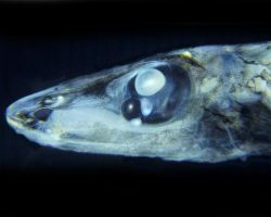 ichthyologist:  Six Eyed Spookfish (Bathylychnops